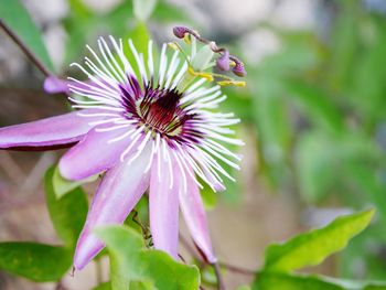 Close-up of flowers