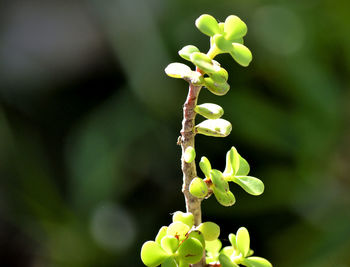 Close-up of flowering plant