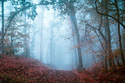 Trees in forest during autumn