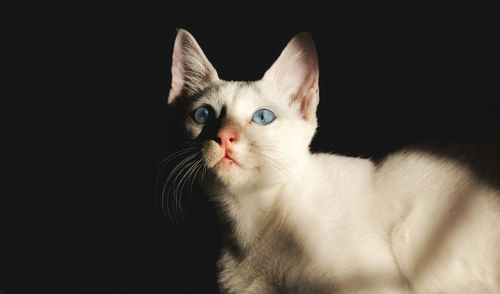 Portrait of cat against black background