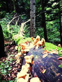 Trees in forest