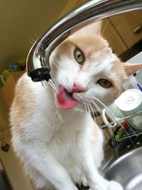 Close-up of a cat drinking water 