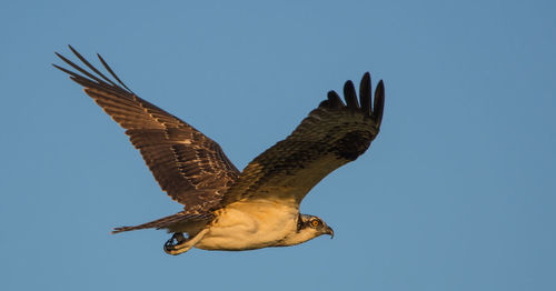 Low angle view of bird flying against clear sky