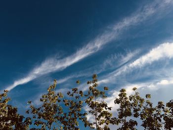 Low angle view of plants against sky