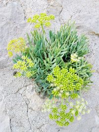 Close-up of cactus plant