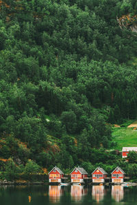 Scenic view of lake in forest