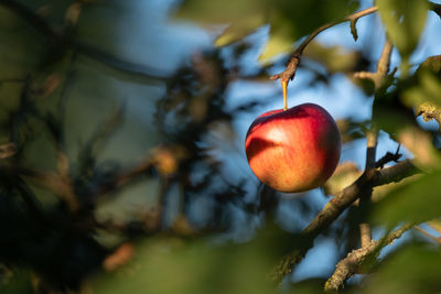 Close-up of apples on tree
