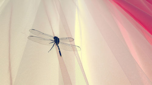 Close-up of dragonfly on tulle netting