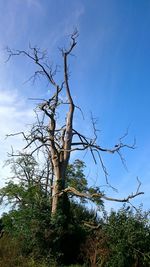 Low angle view of bare tree against blue sky