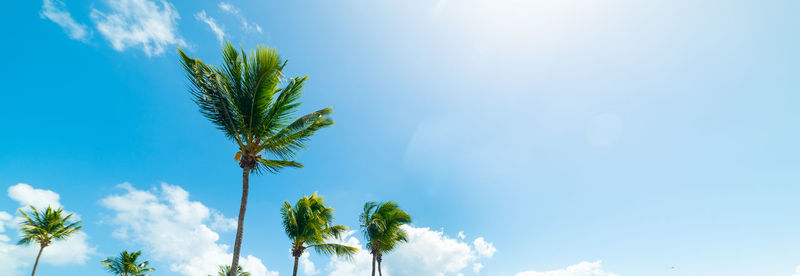 Low angle view of coconut palm tree against blue sky