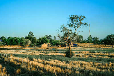 Scenic view of field against clear blue sky