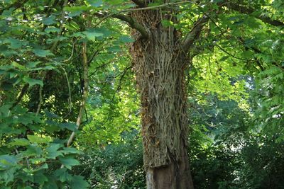 Close-up of tree in forest