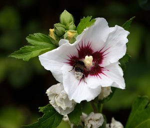 Close-up of bee on white flower