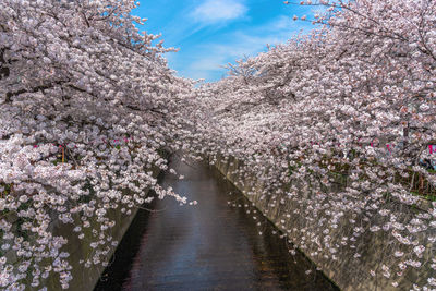 Cherry blossom season in tokyo at meguro river, river sakura festival