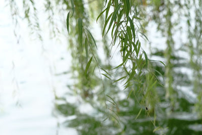 Close-up of frozen plant on field