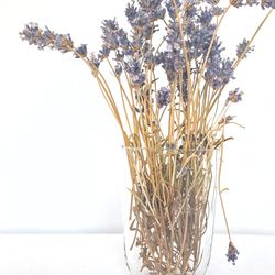 Close-up of wilted plant in vase