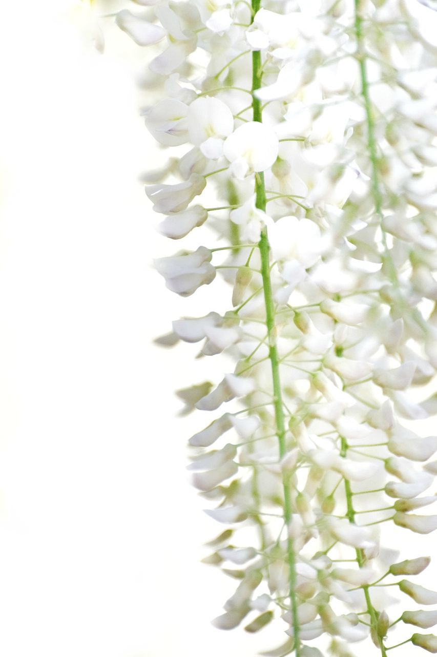 plant, beauty in nature, flower, flowering plant, white color, freshness, fragility, close-up, growth, nature, vulnerability, no people, petal, selective focus, day, copy space, outdoors, studio shot, white background, flower head