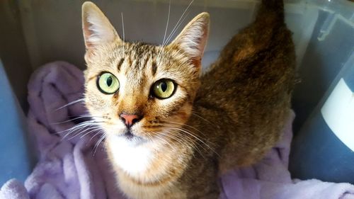 Close-up portrait of cat