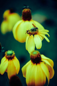 Close-up of bee on yellow flower