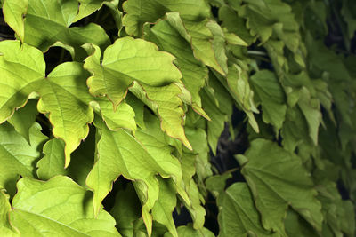 Full frame shot of fresh green leaves