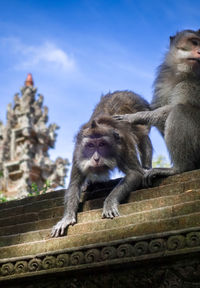 Low angle view of monkey sitting against the sky