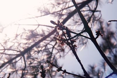 Low angle view of cherry blossom against sky