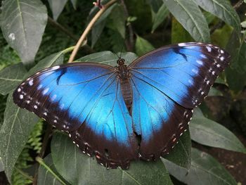 Close-up of butterfly on plant