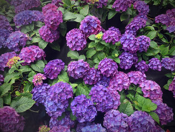 High angle view of purple hydrangea flowers