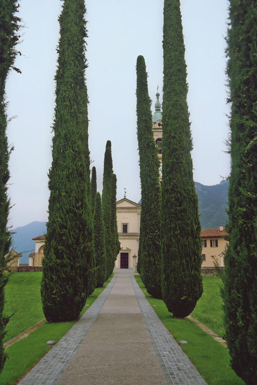 TREES AND PLANTS IN GARDEN