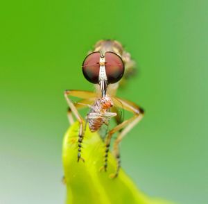 Close-up of dragonfly hunting insect on leaf