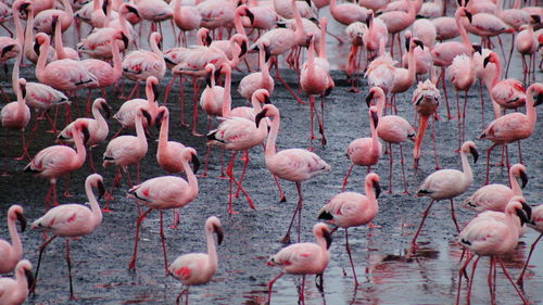 High angle view of flamingos in mud