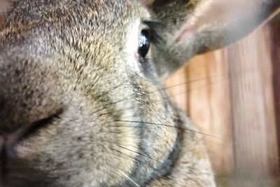 Close-up of dog