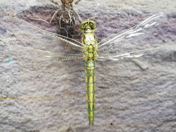 Close-up of dragonfly