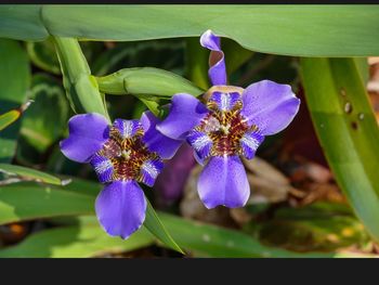 Close-up of purple flowers blooming outdoors