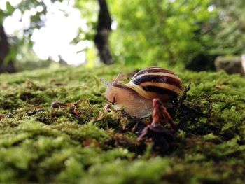 Close-up of snail on grass