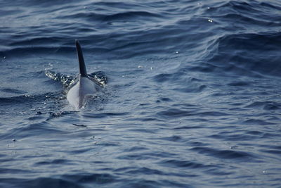 View of dolphin in sea