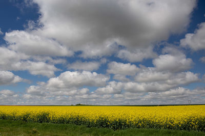 Scenic view of oilseed rape field against cloudy sky