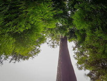 Low angle view of trees against sky in forest
