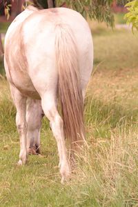 Horse grazing in a field