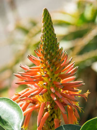 Close-up of succulent plant