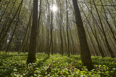 Low angle view of trees in forest