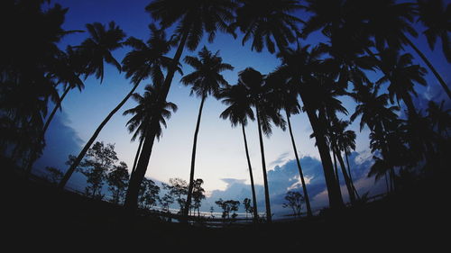 Low angle view of silhouette palm trees against sky