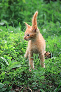 View of a cat on field