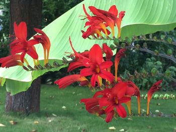 Close-up of red flowers