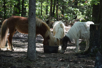 Horses grazing in a field