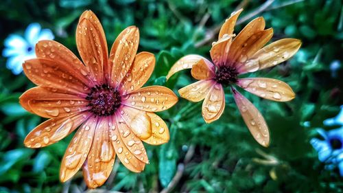 Close-up of wet flower blooming outdoors