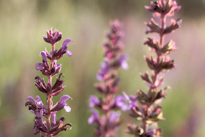 Close-up of pink flowering plant