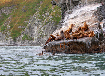 The steller sea lion eumetopias jubatus on rock in kamchatka peninsula