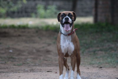 Portrait of boxer dog standing on field