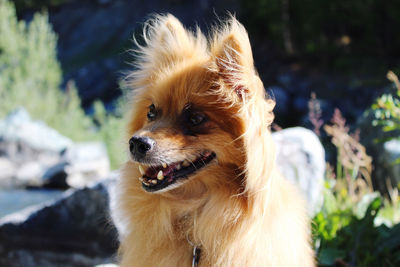 Close-up of dog looking away